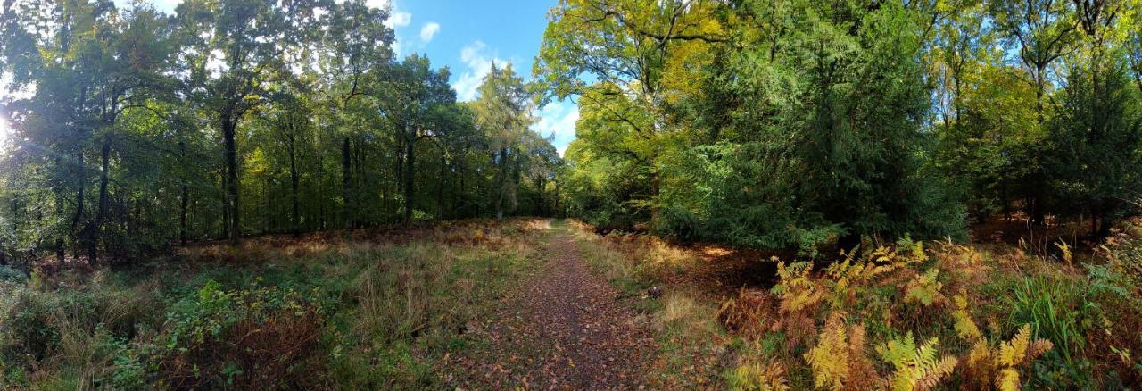The Beehive - Self Catering In The Heart Of The Forest Of Dean Whitecroft ภายนอก รูปภาพ